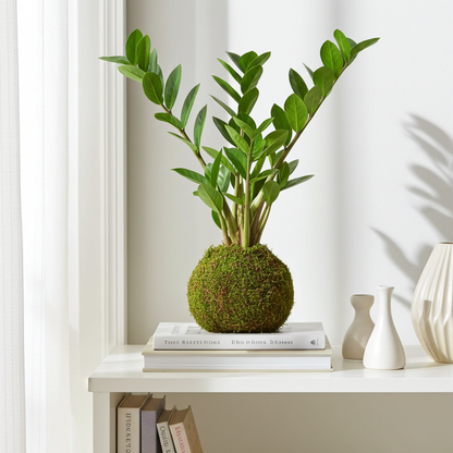 kokedama zamioculcas zamifolia