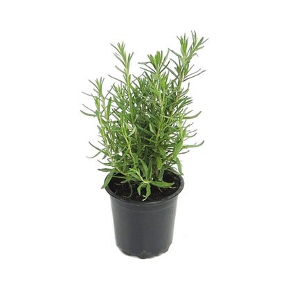 romero planta