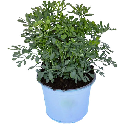 Arruda