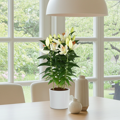 lilium flor natural