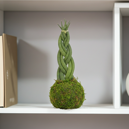 kokedama sansevieria trenzada