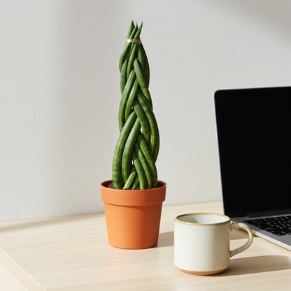 sansevieria cylindrica
