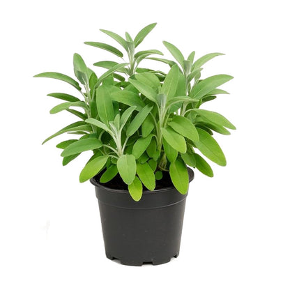 Salvia Officinalis