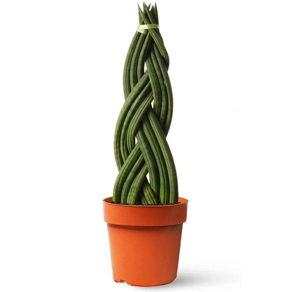 sansevieria cylindrica trenzada