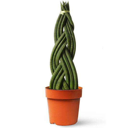 sansevieria cylindrica trenzada