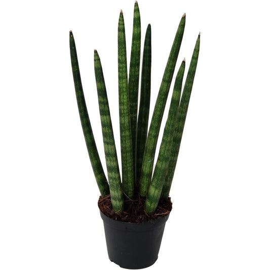 Sansevieria Cylindrica