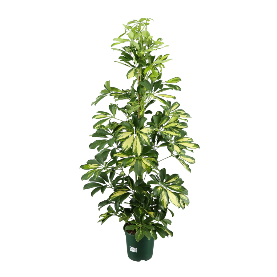 Schefflera Arboricola Gold Capella