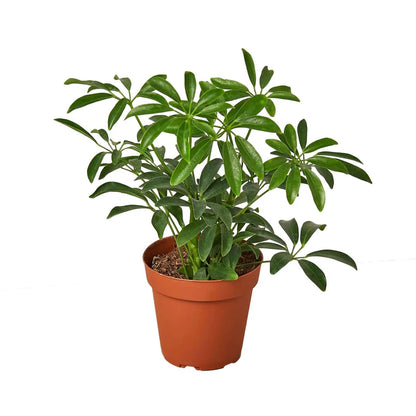 schefflera arboricola