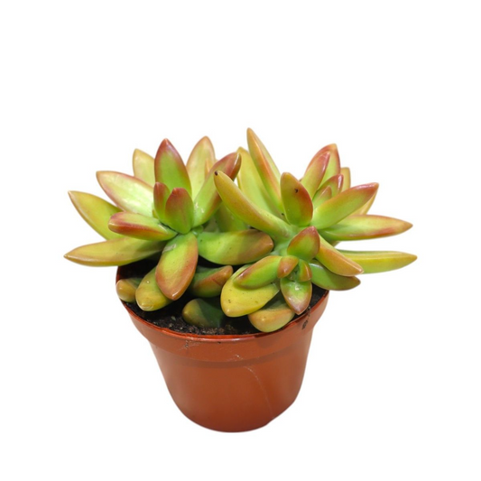 Sedum Adolphi