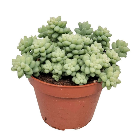 Sedum Morganianum