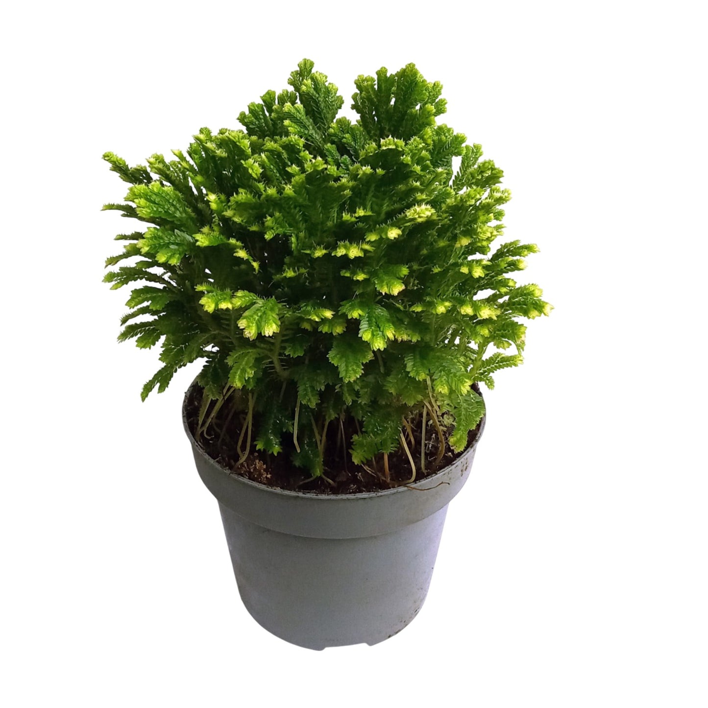selaginella jori