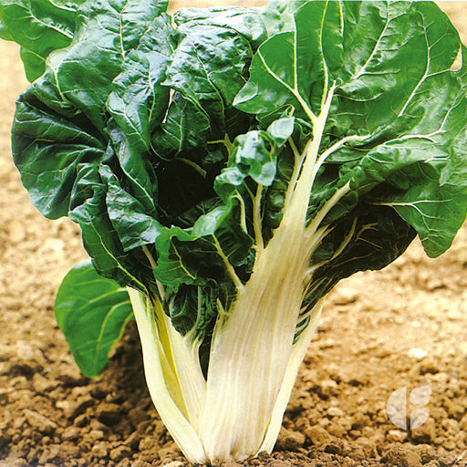 Semillas de Acelga Verde Penca Blanca Ancha