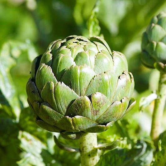 semillas alcachofa green globe