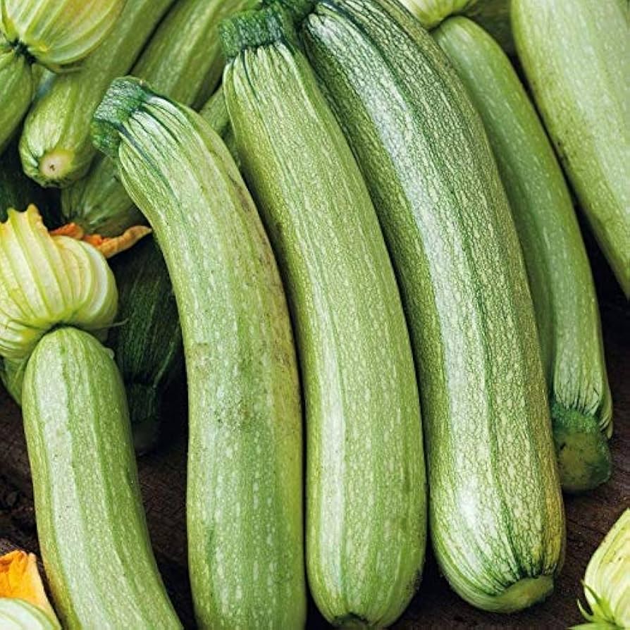 semillas calabacin genoves