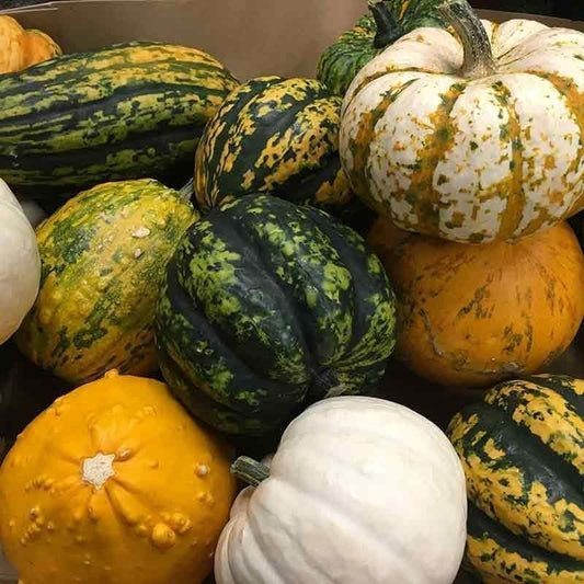 semillas calabacitas variadas decorativas