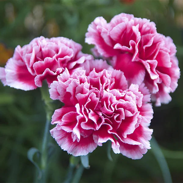 semillas clavel chabaud