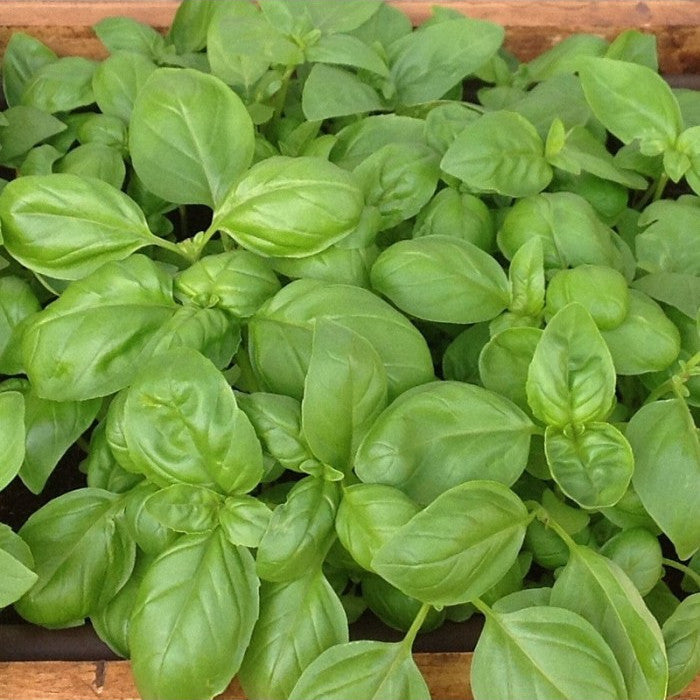 semillas albahaca genovesa hoja ancha