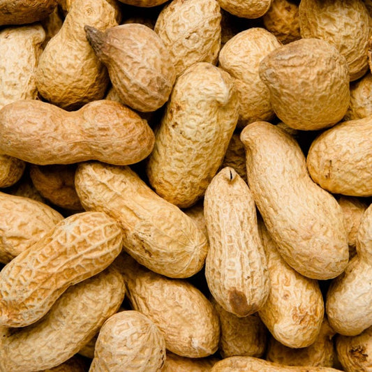 semillas de cacahuete