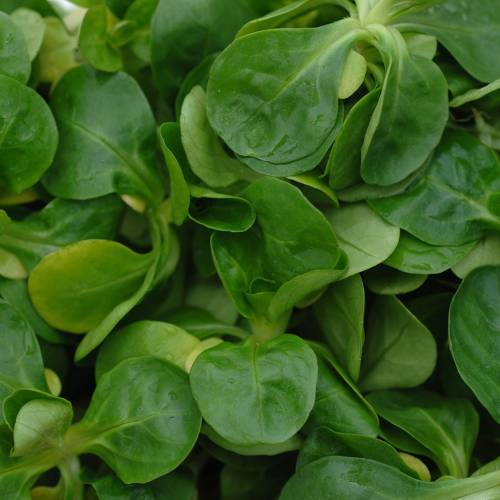 semillas de canónigos