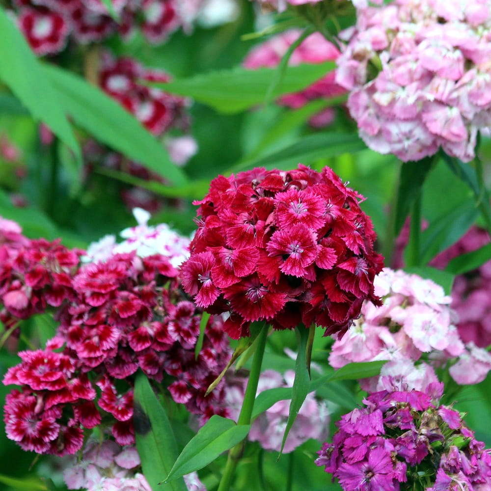 semillas clavel chino