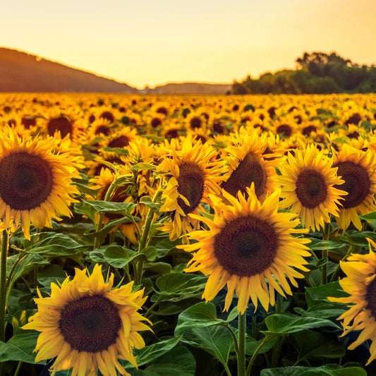 semillas de girasol para pipas