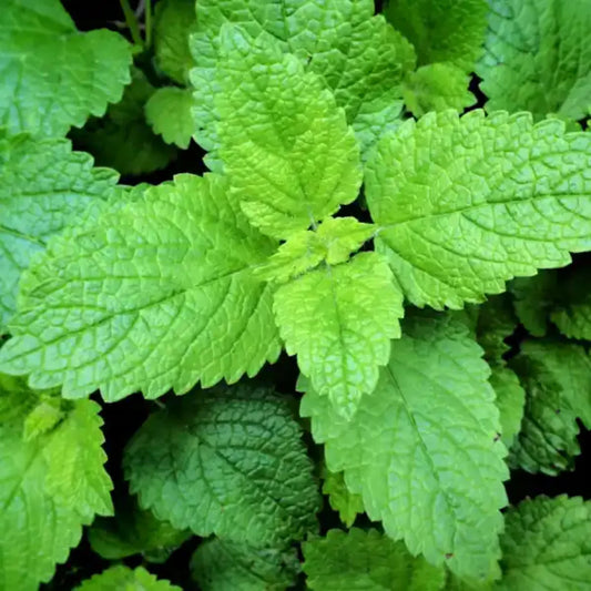 semillas hierbabuena