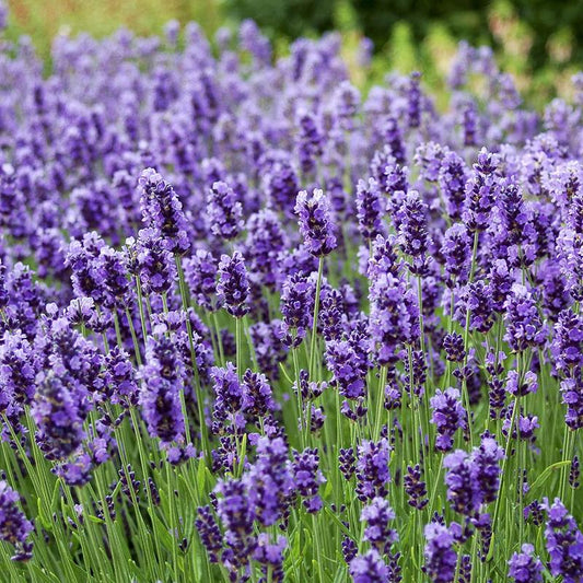 semillas de lavanda