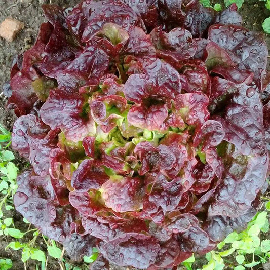 Semillas de Lechuga Hoja de Roble