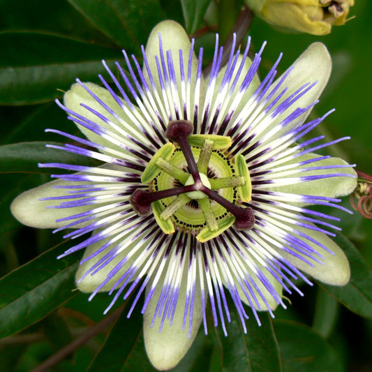 Semillas de Passiflora