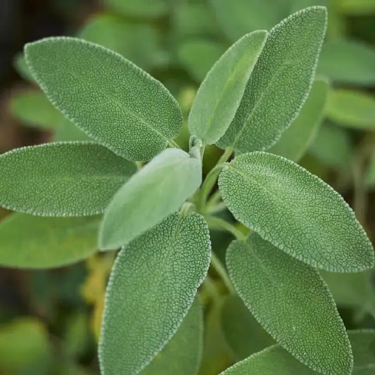 semillas de salvia