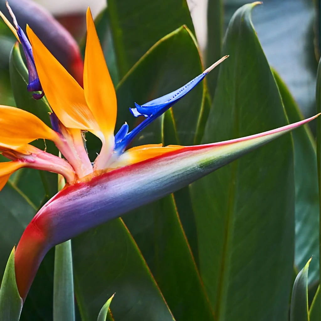 semillas de strelitzia ave paraíso