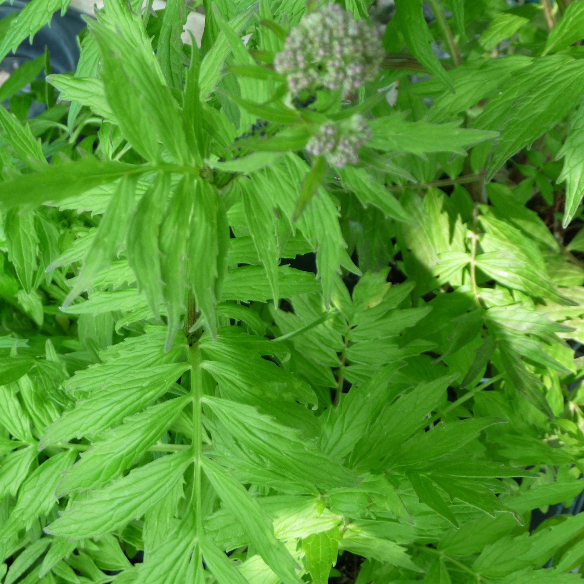 semillas de valeriana