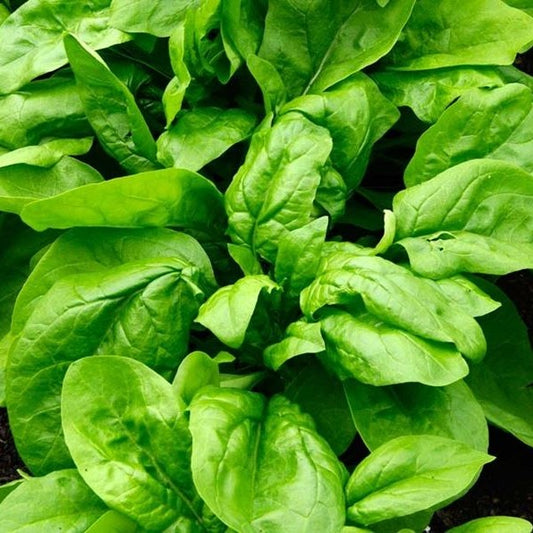 semillas espinaca monstruosa de viroflay