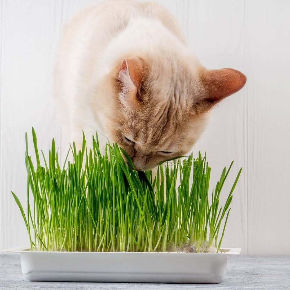 semillas hierba gatos