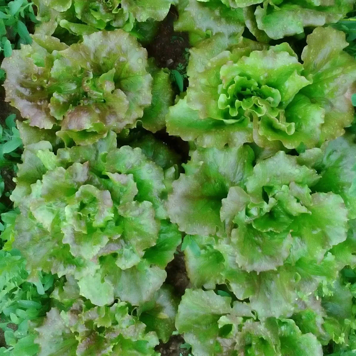 semillas lechuga maravilla