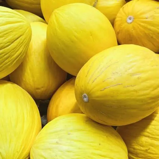 semillas melon amarillo