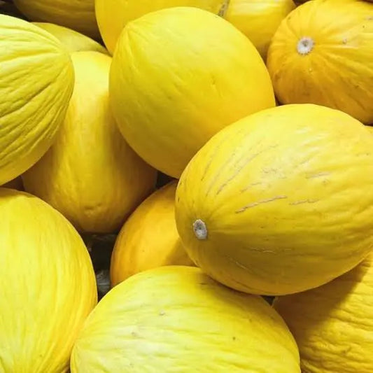 semillas melon amarillo