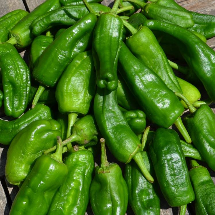semillas pimiento de padrón