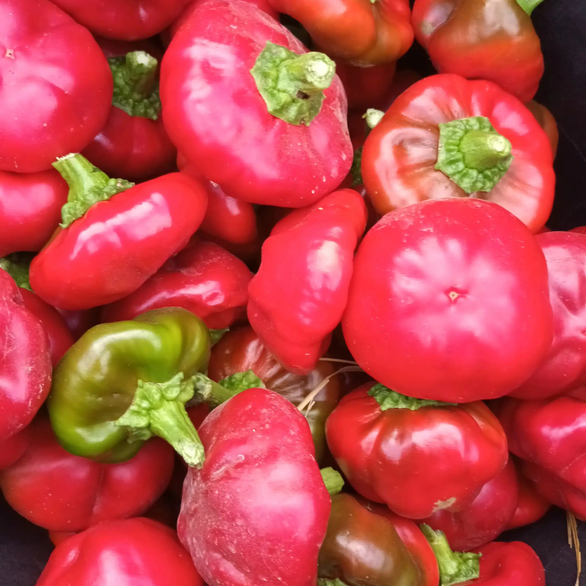 semillas pimineto ñora