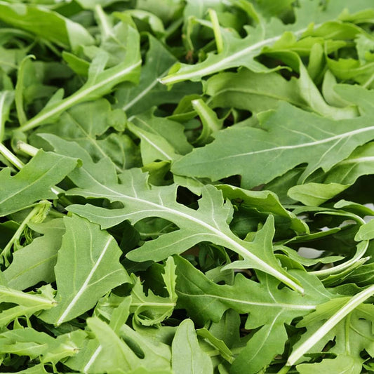 semillas rúcula selvática