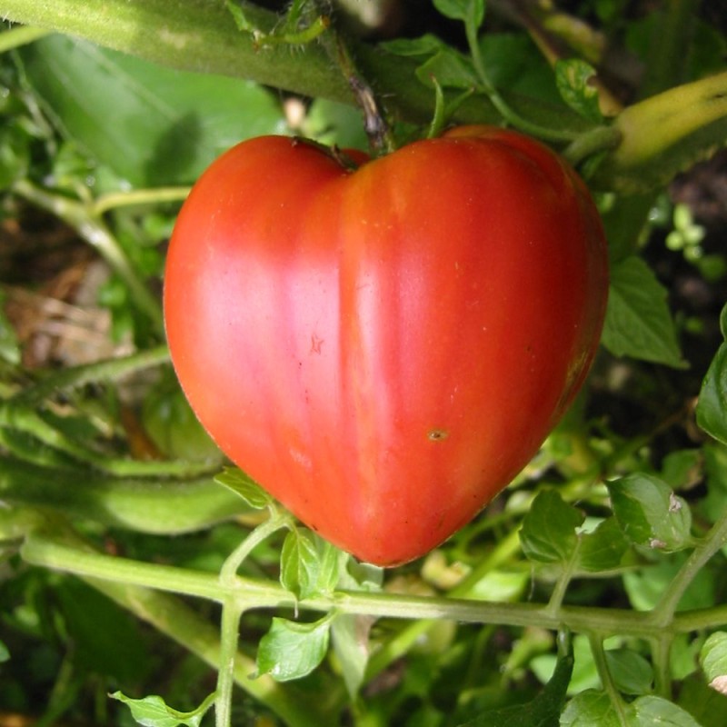 semillas tomate corazón de buey