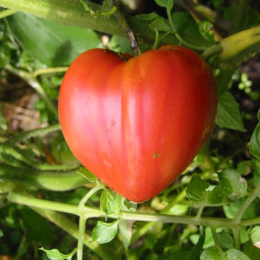 semillas tomate corazón de buey