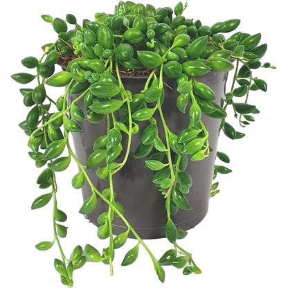 senecio herreianus