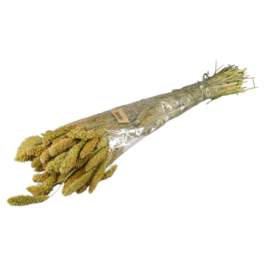 Setaria Seca