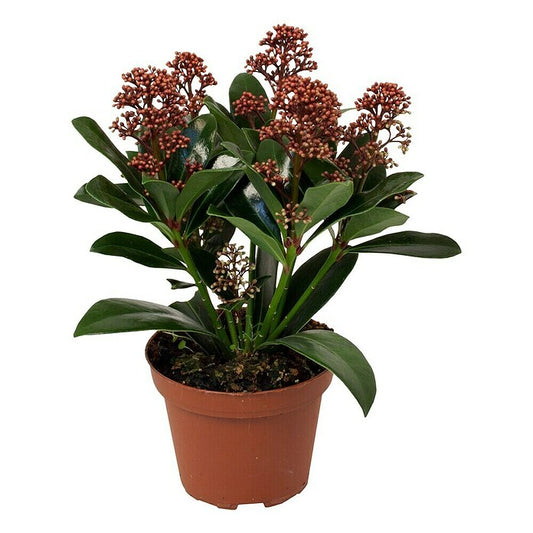 Skimmia Japonica