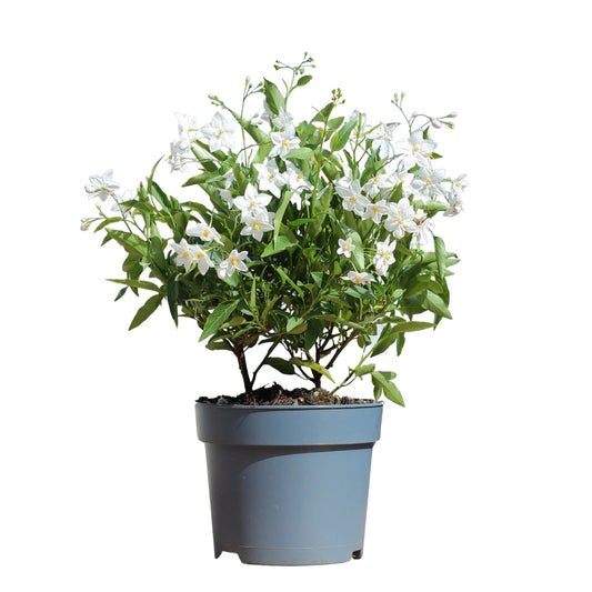 Solanum Laxum