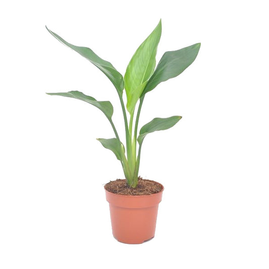 Strelitzia Nicolai