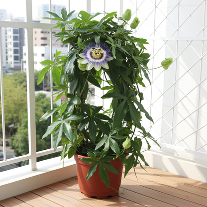 passiflora