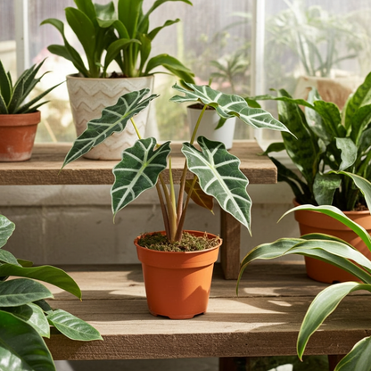planta de alocasia