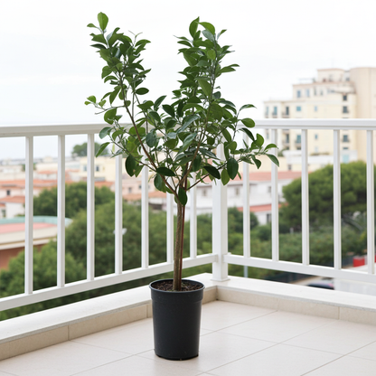 pomelo planta viva